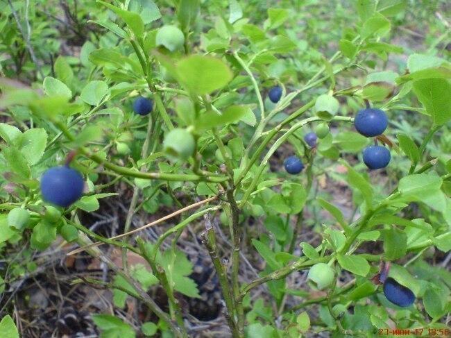 Биографические листки (продолжение)