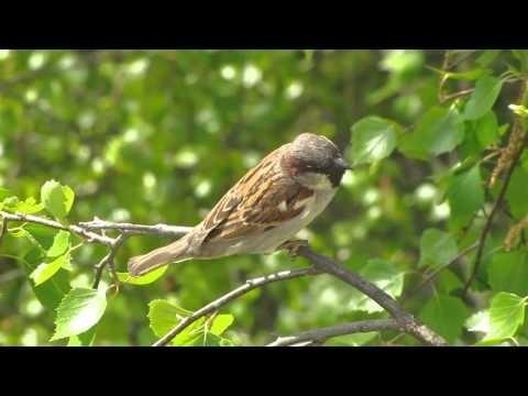 Тверской рок-н-рол