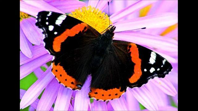 Я - БАБОЧКА АДМИРАЛ  ( ответ Светлане )