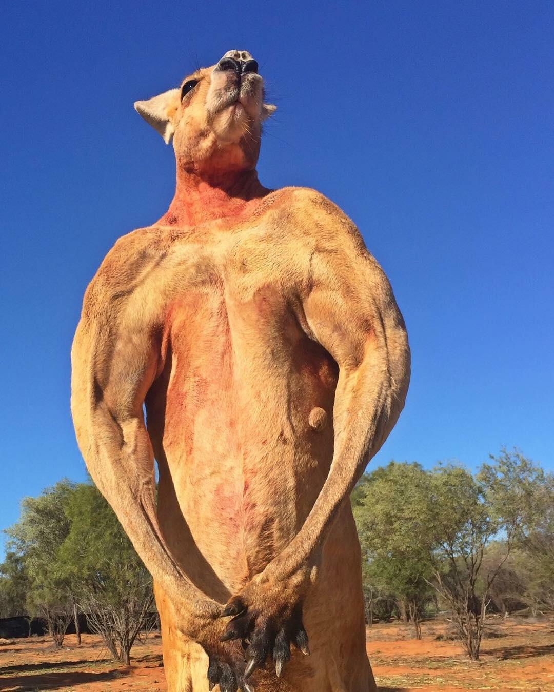 Самый мускулистый кенгуру