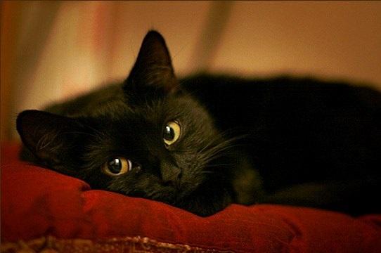 Чёрно - бурая кокетка