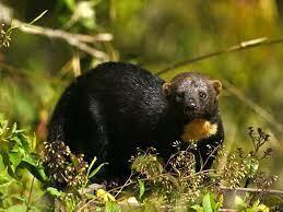 ТАЙРА. АЛФАВИТ ДЕТСКИЙ. БУКВА «Т».