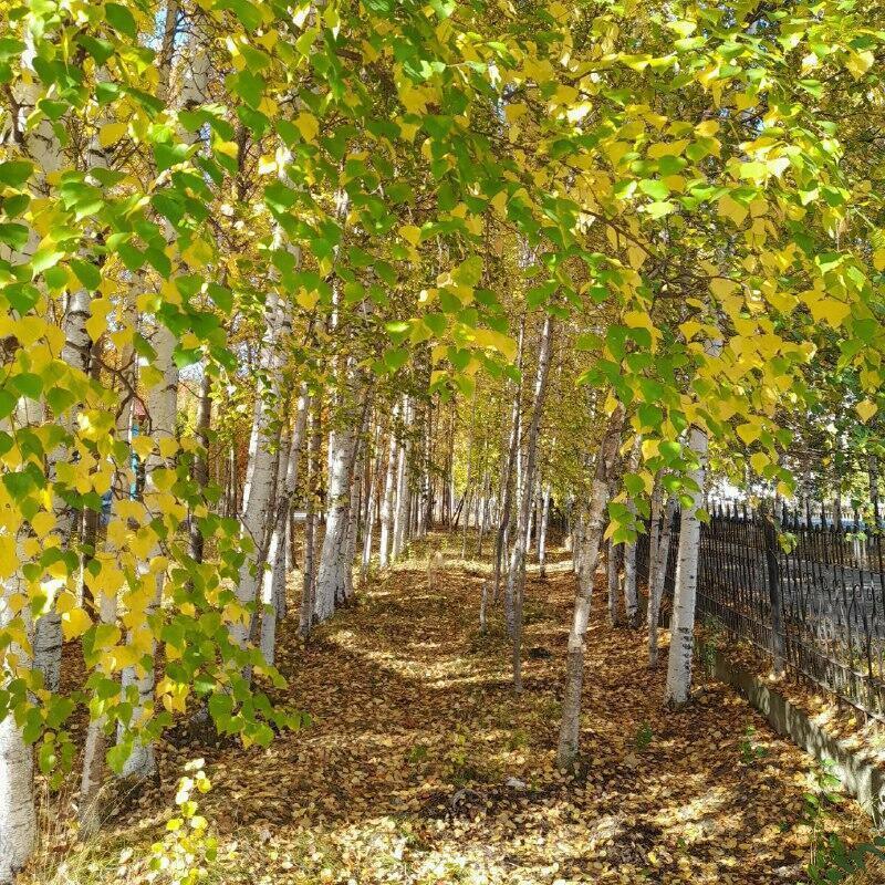 Песни на мои стихи 10 мин