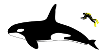 Косатка - зубастый  кит