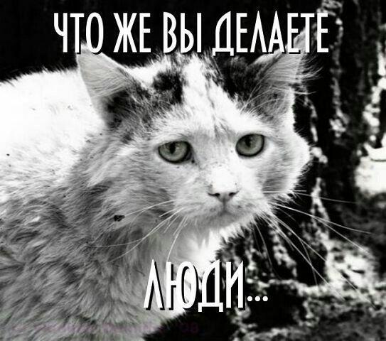 ГРУСТНЫЙ КОТ