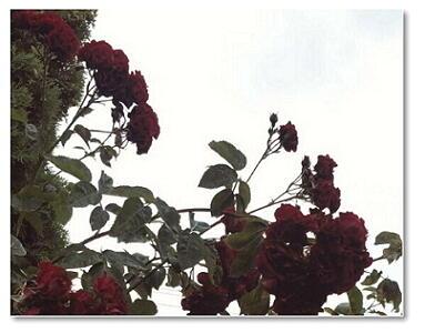 Впечатления