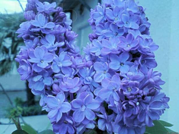 Сирень голубая, как ночь