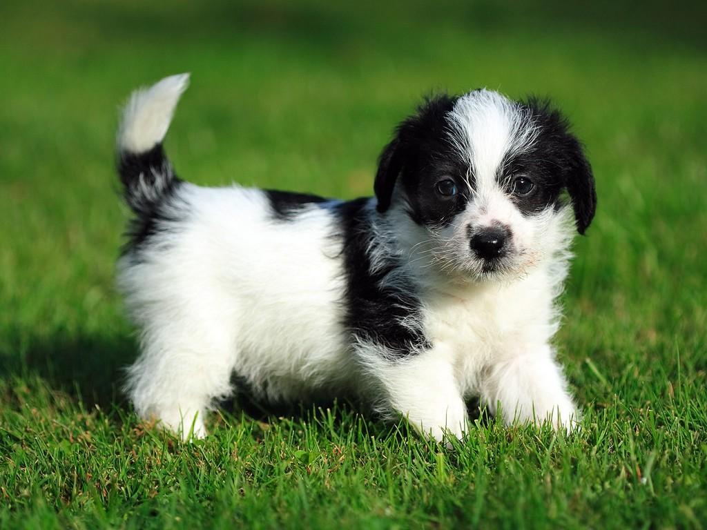 Чужой щенок