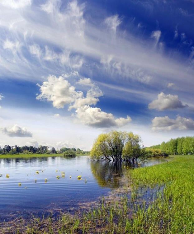 Ответ поэту - Вишневская Татьяна - Спасибо лес