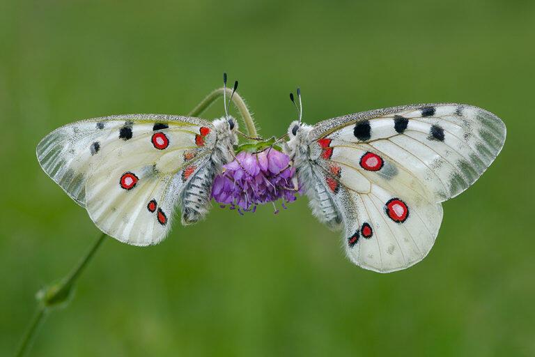Вечная влюблённость 