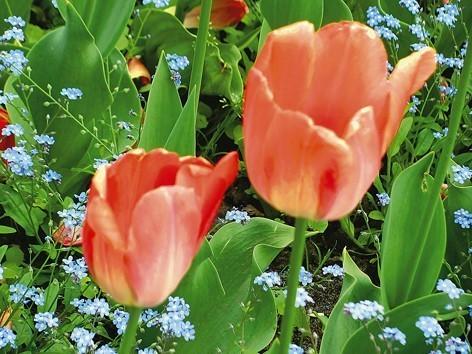 День Победы. 9 мая