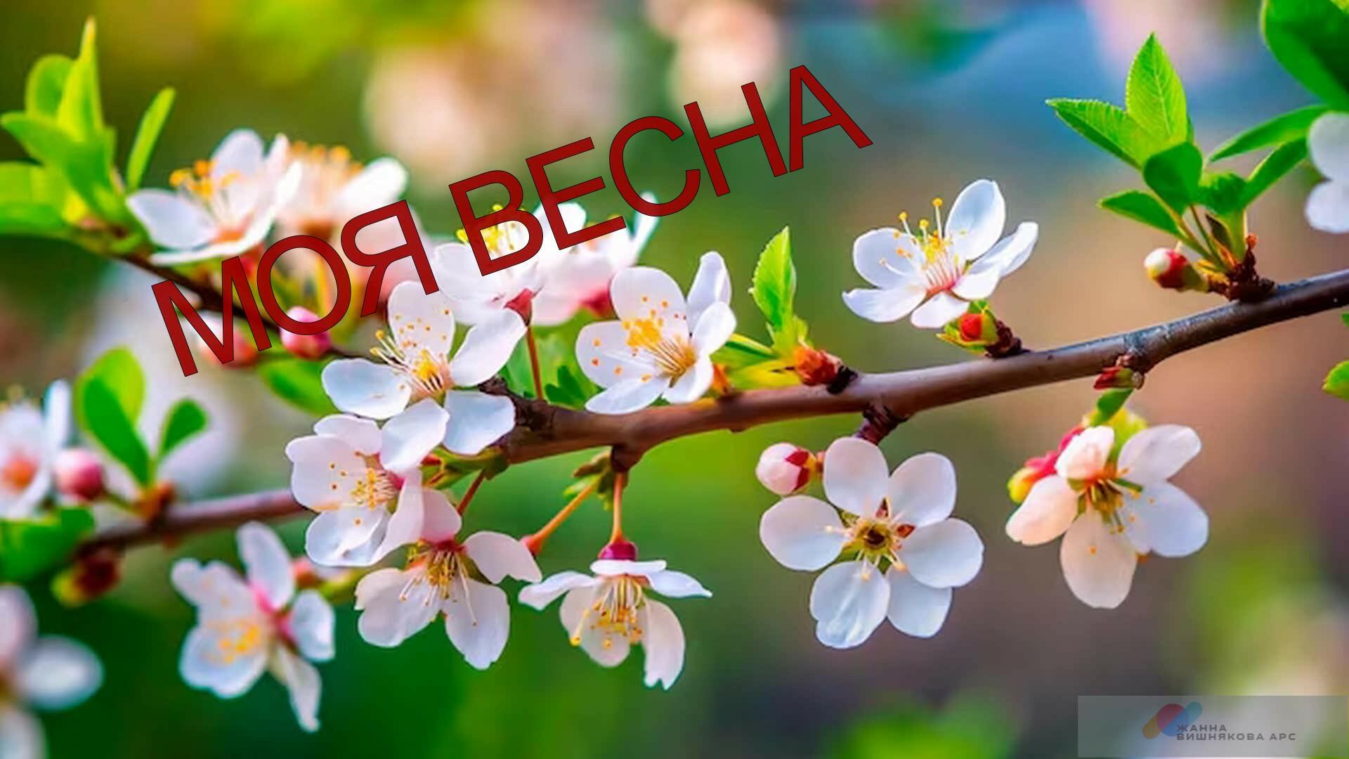 Моя весна - исполнение Александра Сергеенкова