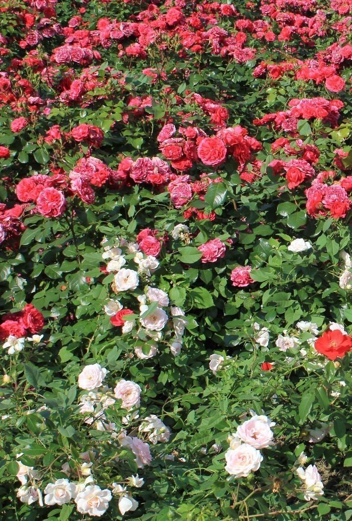 Красная и белая роза.