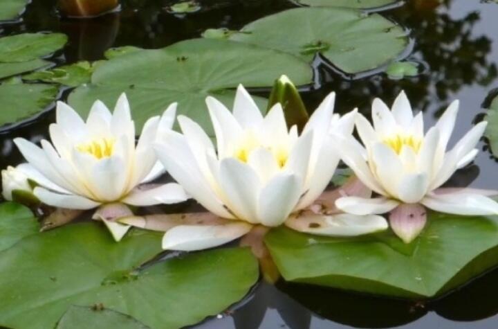 Белые лилии 