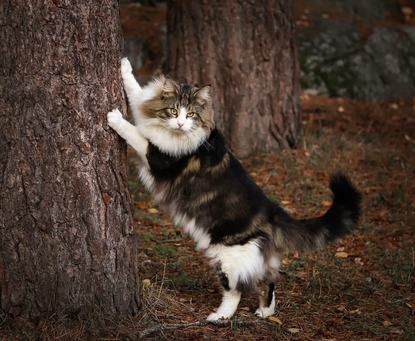 Кот фотомодель