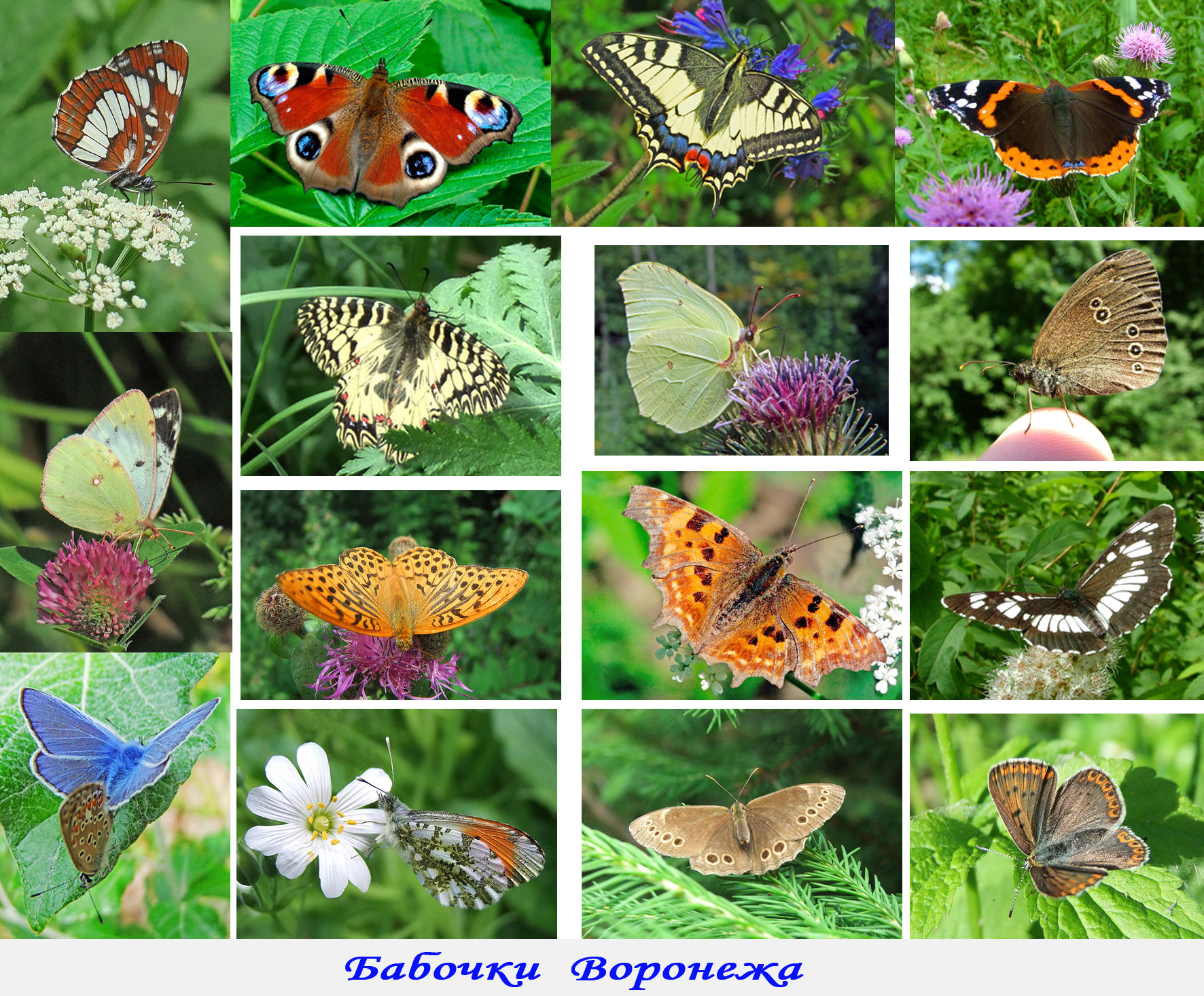 Бабочки фото с названиями окружающий мир