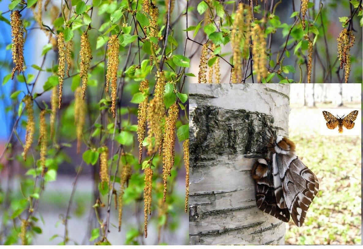 Берёзовый шелкопряд