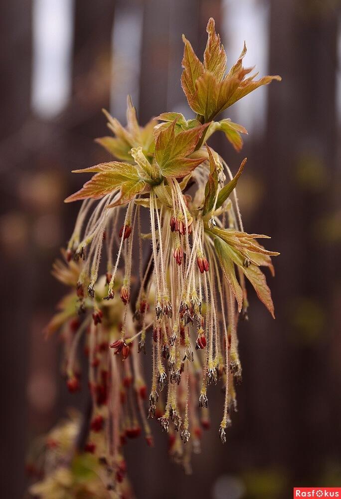 Весенний мотив