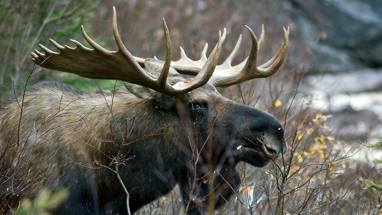 Ответ поэту - Медведь Белый - ХОРОШ СТОНАТЬ