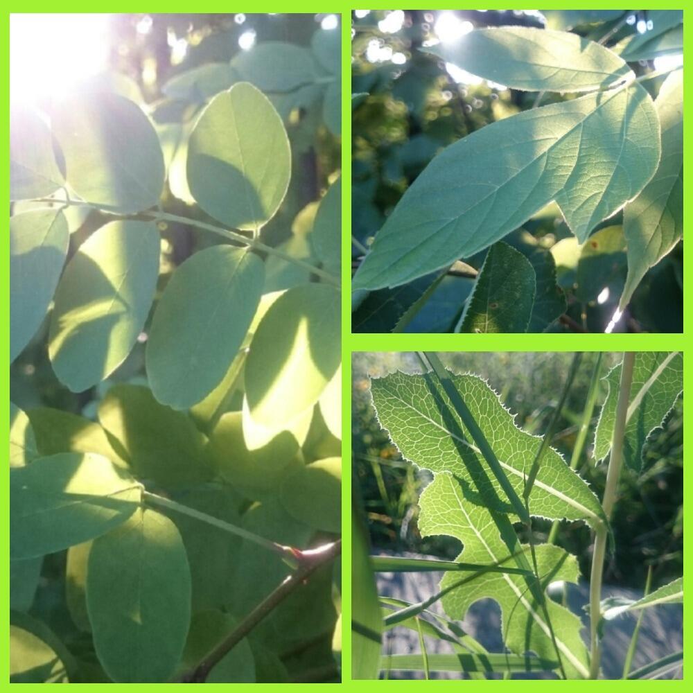 Лето на просвет