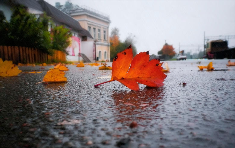 "Осенней печали наследник" (20.10.2016)