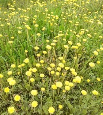 Одуванчики