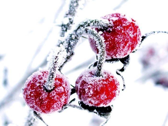 Вишня вся стоит в снегу.2012г.