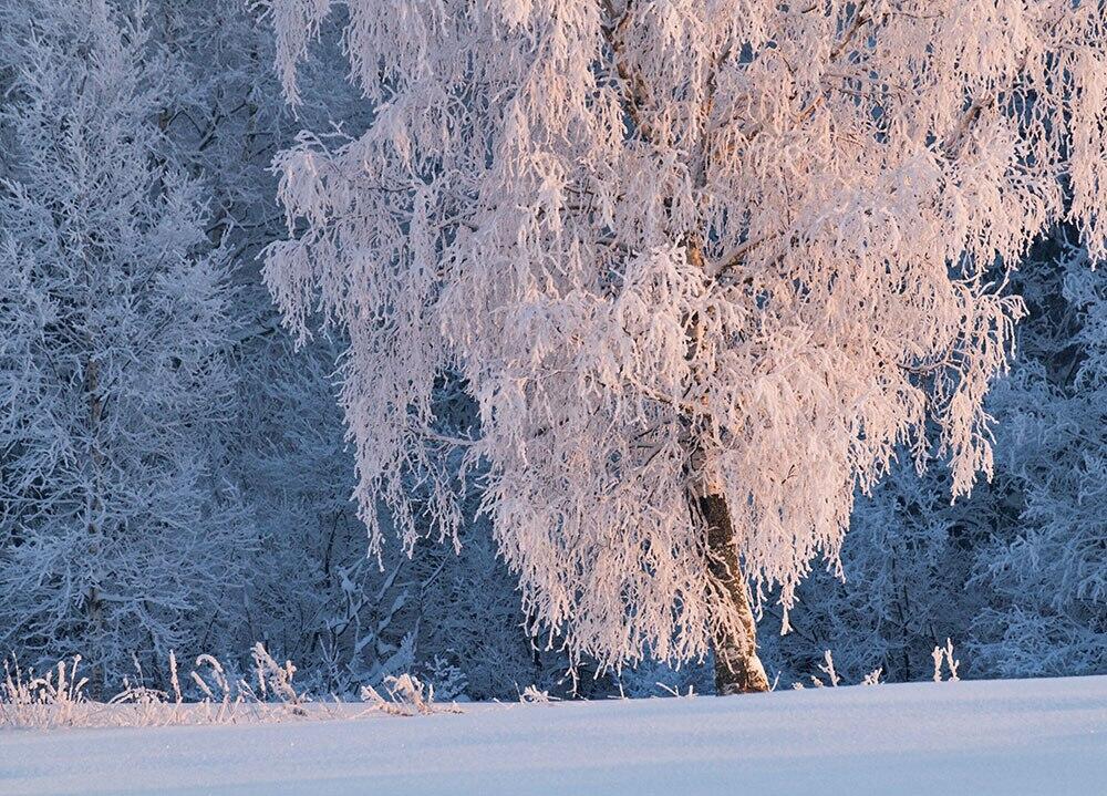 Белая берёзонька... Автор стихов Мария Нечаева. Музыка и исполнение Николай Саллас