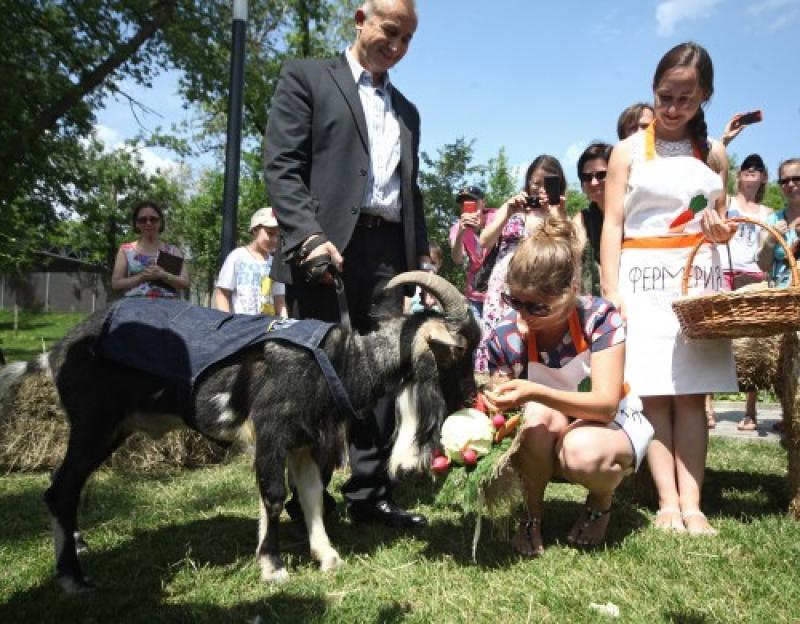 КОЗЛИНОЕ СЧАСТЬЕ ТИМУРА