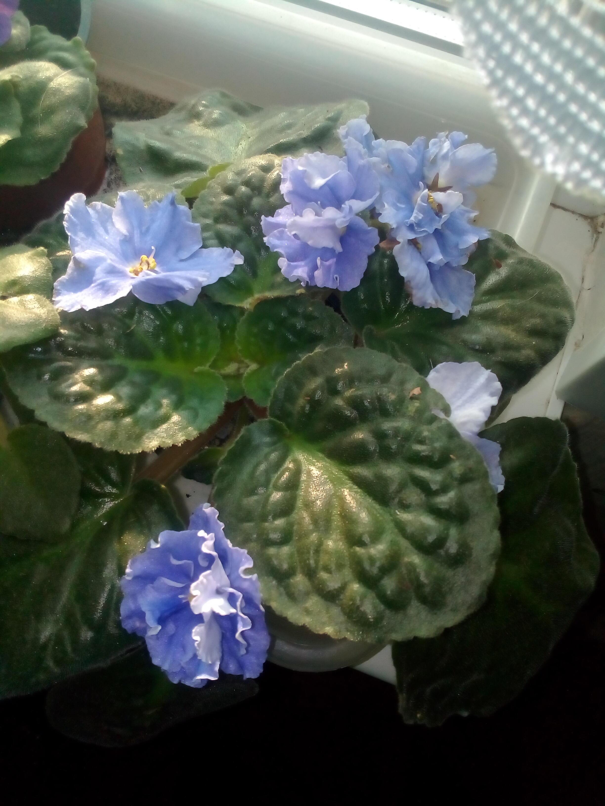 Цветочек аленький