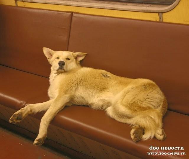 Кобель из цикла "У метро. Собачье"