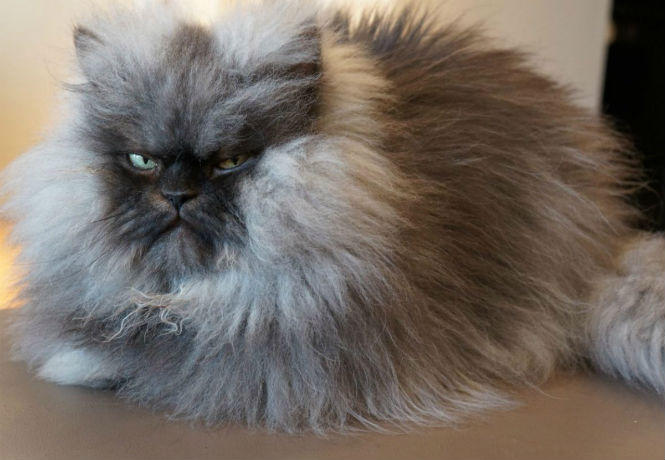 О кошечках четвероногих и иных