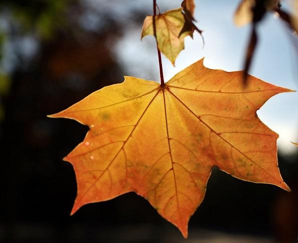 "Кленовый листок" (01.09.2015)