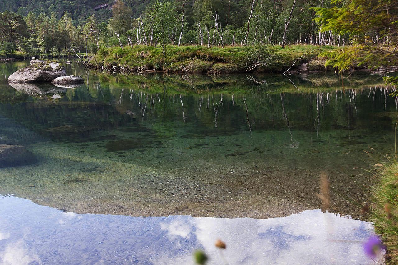 Я заблудилась в трёх соснах