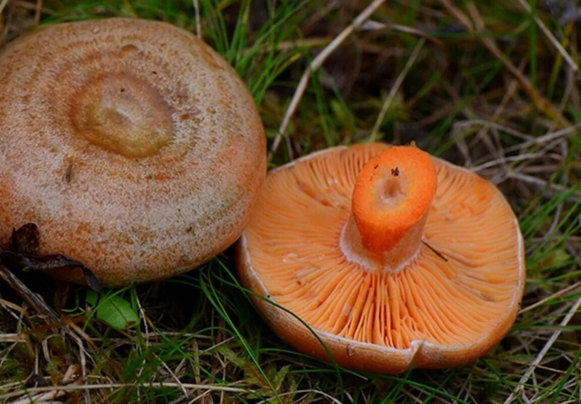 Рыжик самый усвояемый гриб
