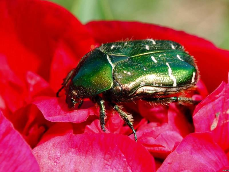 Chafer