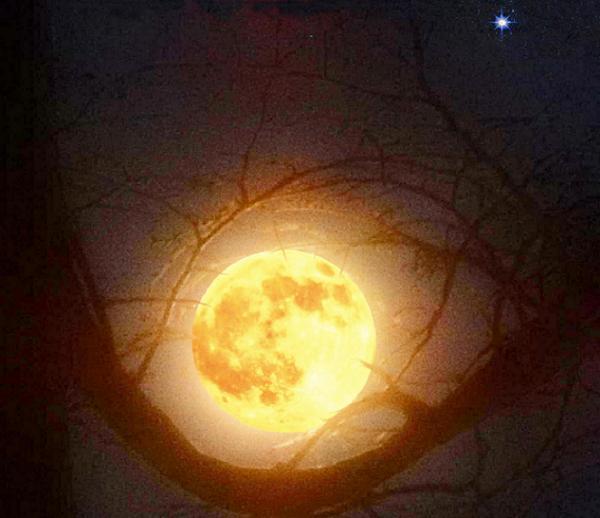 Свила гнездышко Луна...