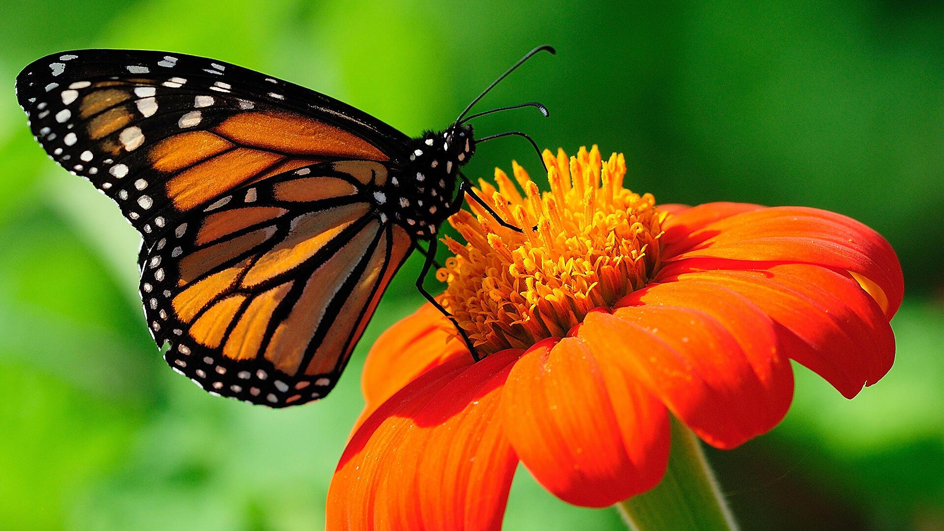 Мы все о счастье мечтаем 