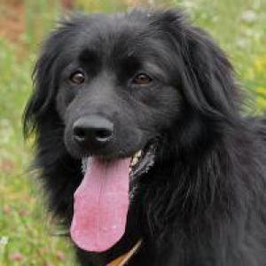 Как злая собака стала доброй