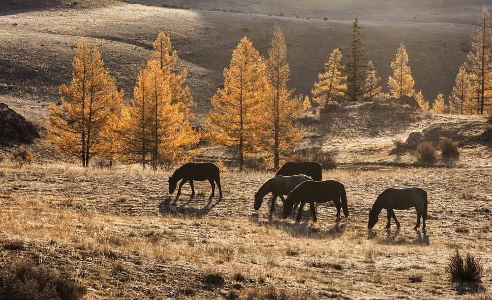 Грядёт предзимняя пора...
