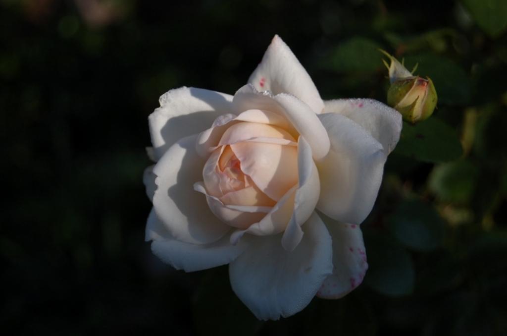 Нежная роза