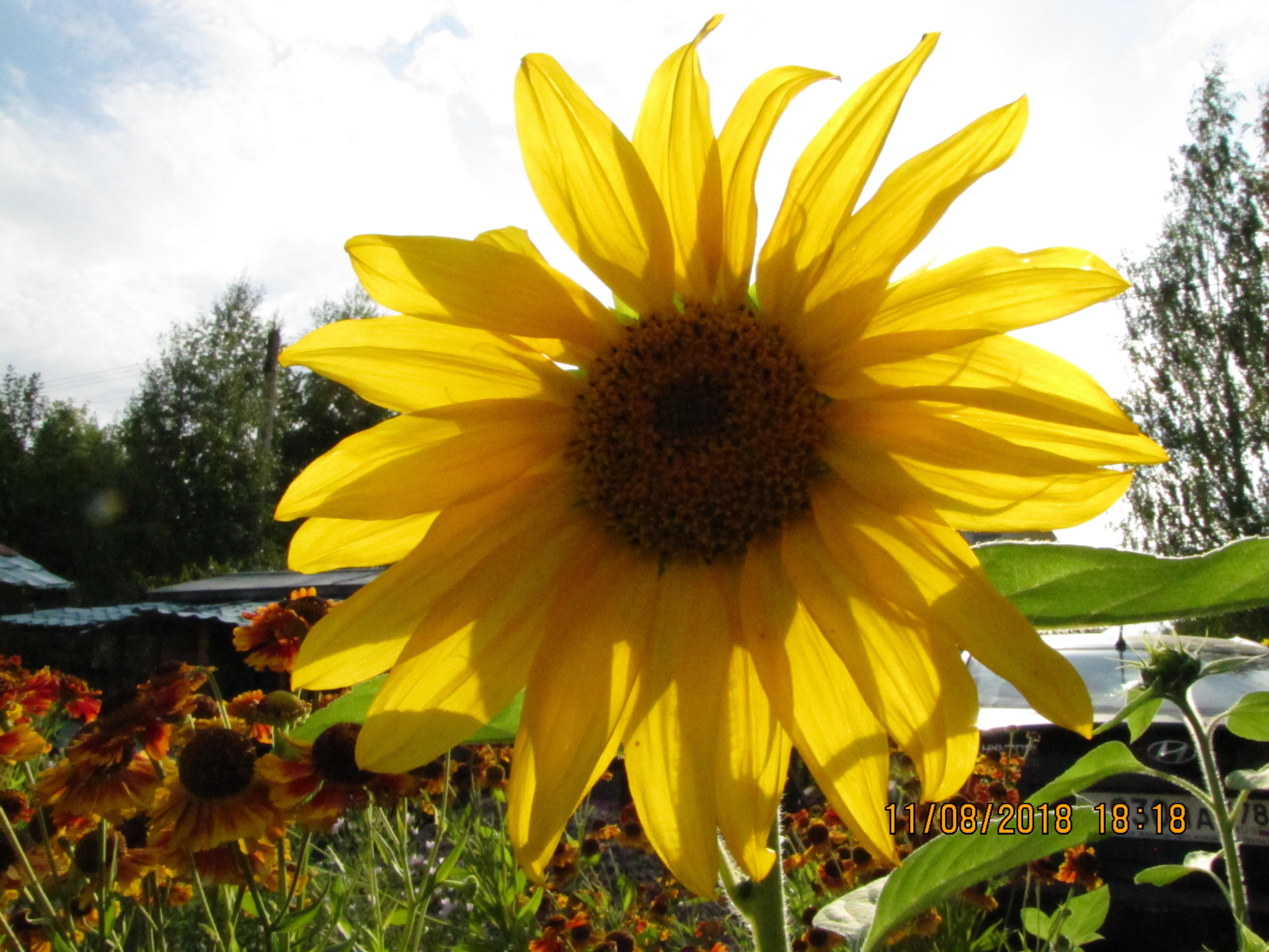 НЕ СРОСЛОСЬ…