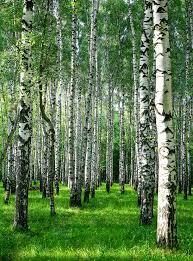 БЕРЁЗКА, ТЫ МЕНЯ ЖДАЛА?!