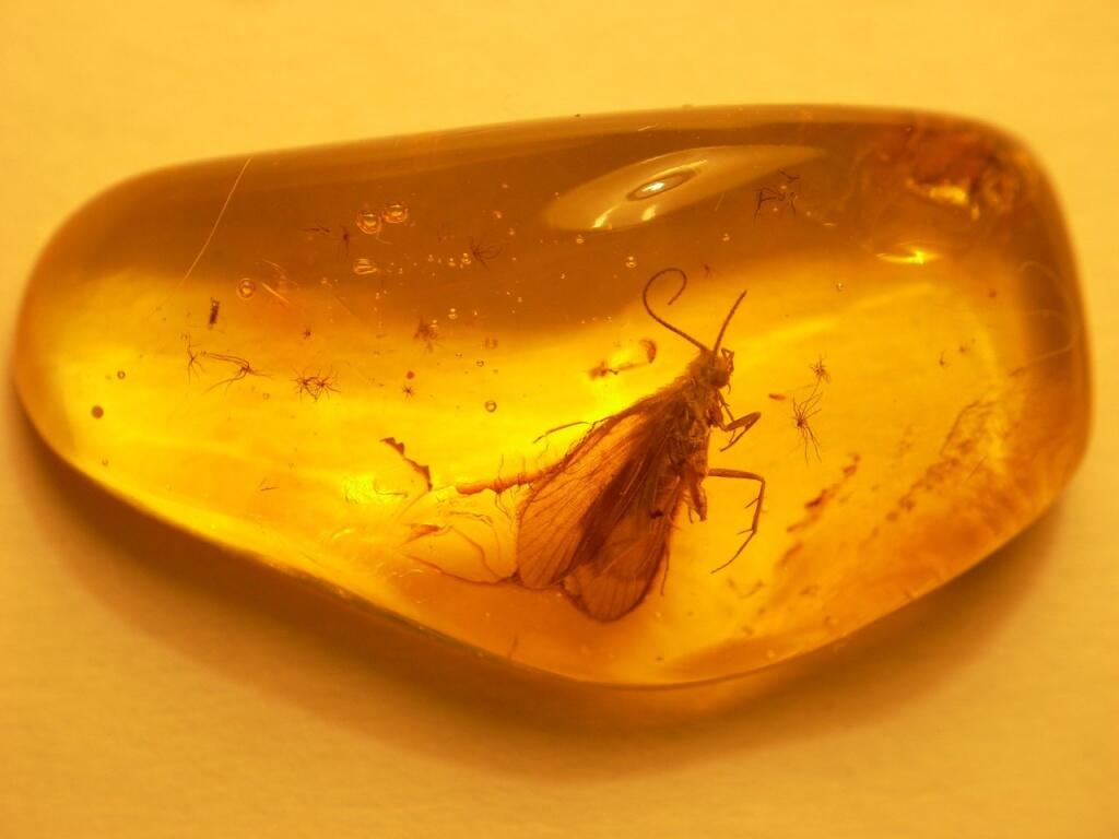 Мошка в янтаре