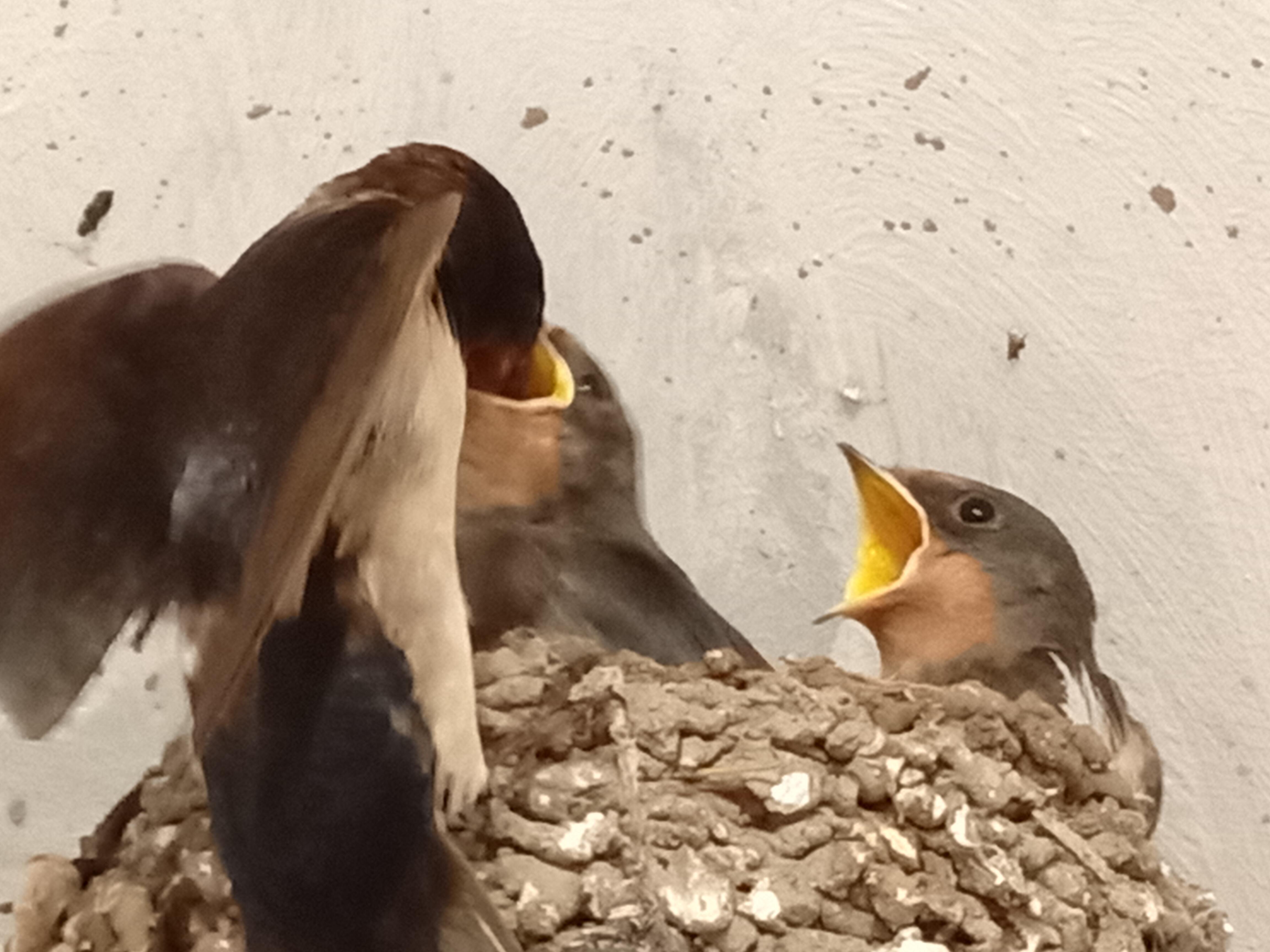 Утренняя кружечка малины