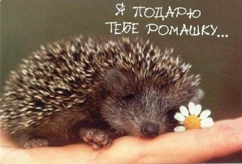 Спасибо за ежиху