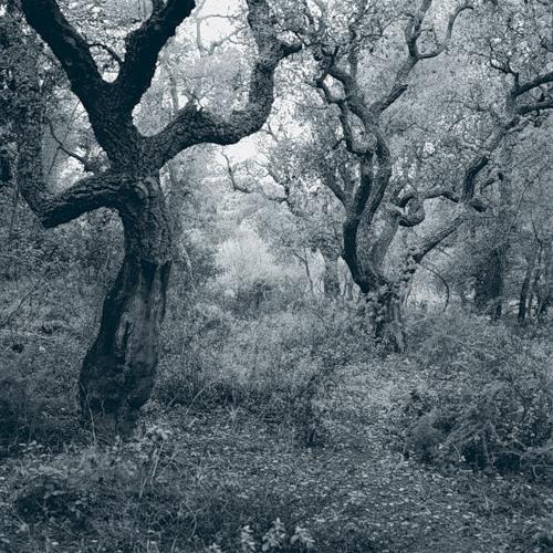 В рубашечке лета зелёной...