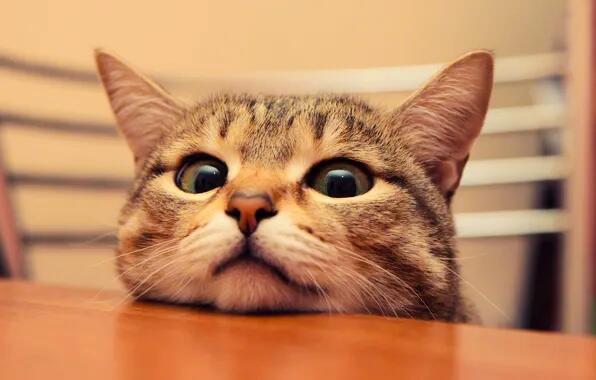 Есть ли совесть у кота?