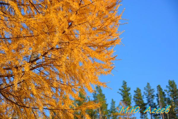 Золотые года