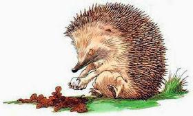 «Храбрый еж»